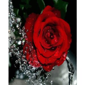 Dew Drops and Red Rose - DIY Painting by Numbers Kit for Adults
