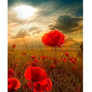 Red Poppies in Field - Color by Numbers Kit
