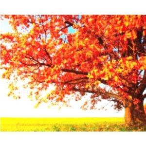 Autumn Tree in the Field - Coloring by Numbers Kits