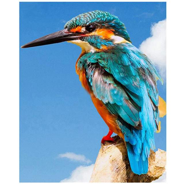 Common Kingfisher Bird - Color by Numbers for Adults