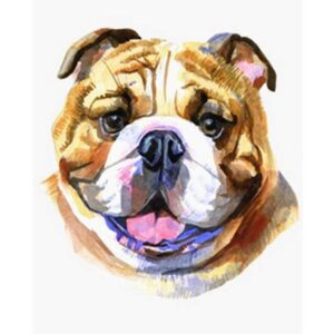 English Bulldog - Dogs Painting by Numbers for Adults