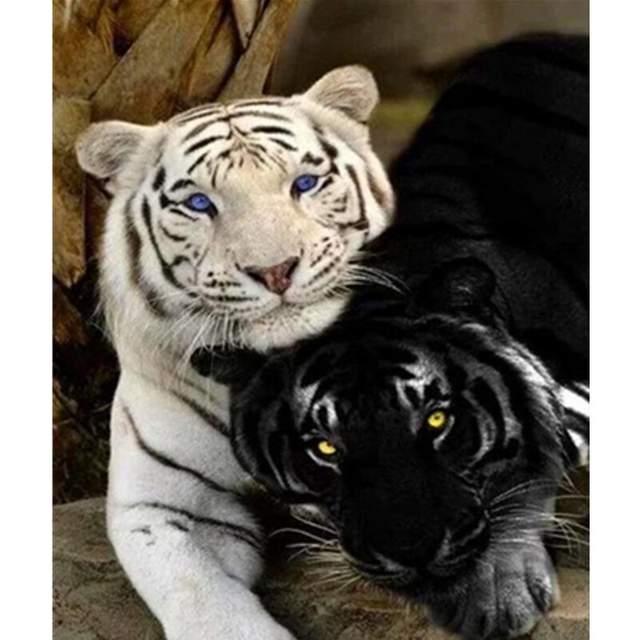 White and Black Tiger - Paint by Numbers