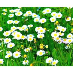 Field of Daisies - Paint by Numbers Kits Flowers