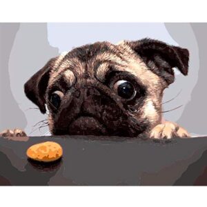 Pug and Cookie - Dogs Paint by Numbers