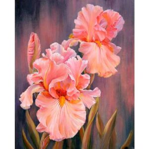 Peach Iris - Paint by Numbers Irises