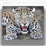 Growling Leopard - Leopard Paint by Number