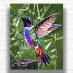 Bright Hummingbird - Paint by Numbers